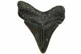 Juvenile Megalodon Tooth - South Carolina #310504-1